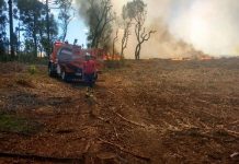 Defesa civil de Clevelândia presta atendimento para apagar fogo em uma plantação de eucaliptos.