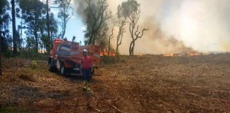 Defesa civil de Clevelândia presta atendimento para apagar fogo em uma plantação de eucaliptos.