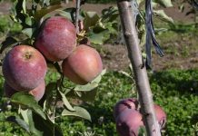 Aumento de 11% no faturamento nacional anima produtores de maçã de Palmas/PR