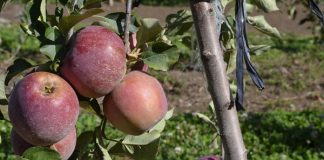 Aumento de 11% no faturamento nacional anima produtores de maçã de Palmas/PR