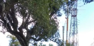 Polícia de Palmas/PR recupera cinco veículos com registro de furto