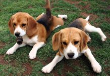 Meu cachorro está com carrapato. E agora?