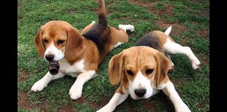 Meu cachorro está com carrapato. E agora?