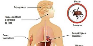 Doença de Lyme – Como identificar nos cães