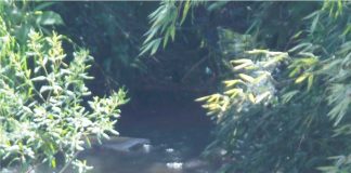 S.O.S RIOS E RIACHOS DE PALMAS