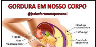 COMO ACONTECE O ACÚMULO DE GORDURA EM NOSSO CORPO?