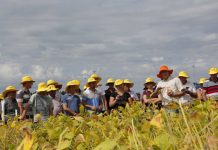 Safra 2017/18 tem aumento de 22% no número de casos registrados de ferrugem asiática no Paraná