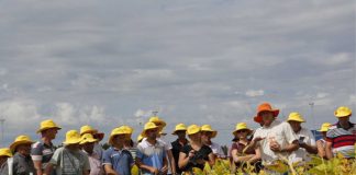 Safra 2017/18 tem aumento de 22% no número de casos registrados de ferrugem asiática no Paraná