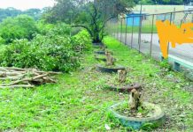 Em forma de protesto funcionário público mostra sua indignação com a atual gestão em relação a proteção ao Meio Ambiente