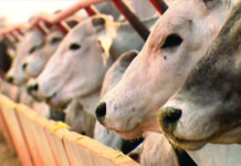 Alta do preço do milho faz pecuarista reduzir suplementação do gado no PR