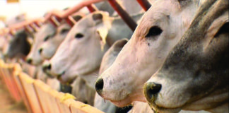 Alta do preço do milho faz pecuarista reduzir suplementação do gado no PR