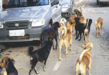 CACHORROS DE RUA É UMA PREOCUPAÇÃO PARA A POPULAÇÃO PALMENSE?