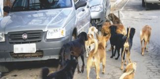 CACHORROS DE RUA É UMA PREOCUPAÇÃO PARA A POPULAÇÃO PALMENSE?