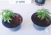 Rotam apreende pés de maconha plantados em vasos