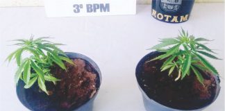 Rotam apreende pés de maconha plantados em vasos