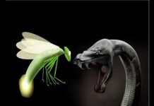 A serpente e o vagalume