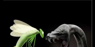 A serpente e o vagalume