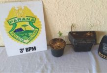 Polícia apreende pés de maconha em Palmas