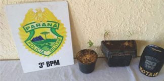 Polícia apreende pés de maconha em Palmas