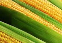 Milho Bom – A importância de compartilhar