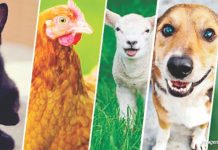 19 curiosidades sobre os animais que você provavelmente não sabia