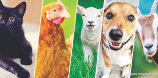 19 curiosidades sobre os animais que você provavelmente não sabia