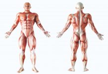 15 Curiosidades sobre o corpo humano