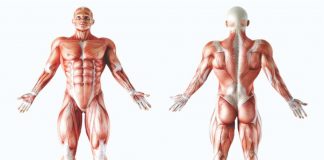 15 Curiosidades sobre o corpo humano