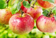 12 Curiosidades sobre a maçã