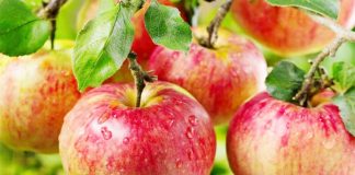 12 Curiosidades sobre a maçã