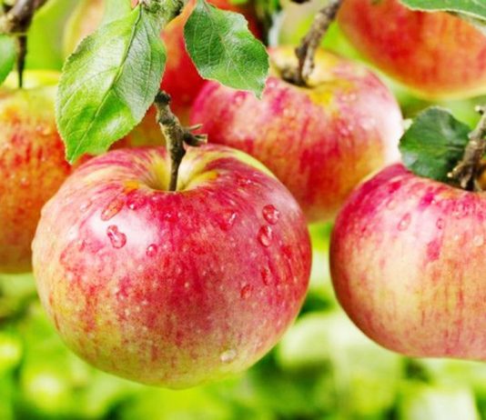 12 Curiosidades sobre a maçã