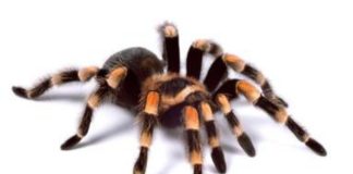 20 CURIOSIDADES SOBRE AS ARANHAS