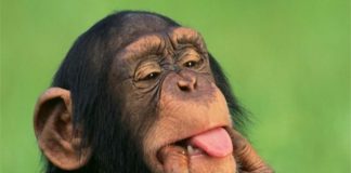 10 CURIOSIDADES SOBRE OS MACACOS