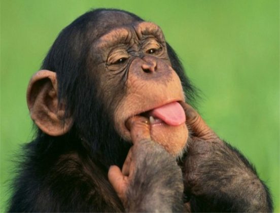 10 CURIOSIDADES SOBRE OS MACACOS