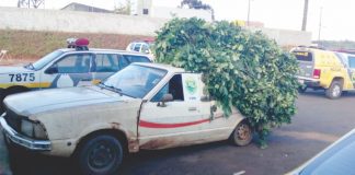 Erva mate furtada é localizada pela ROTAM de Palmas/PR