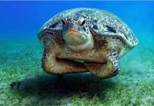 05 CURIOSIDADES SOBRE AS TARTARUGAS
