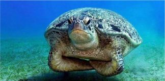 05 CURIOSIDADES SOBRE AS TARTARUGAS