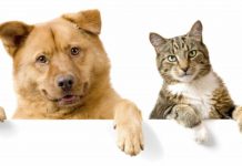 Cachorros e Gatos abandonados nos bairros de Palmas revolta a população