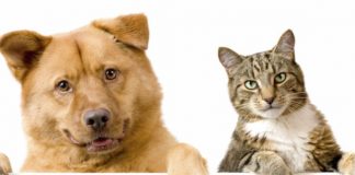 Cachorros e Gatos abandonados nos bairros de Palmas revolta a população