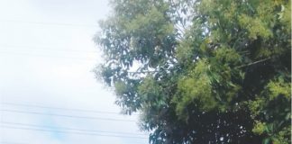 ACIDENTES DE TRÂNSITOS FREQUENTES ASSUSTA MORADORES DO BAIRRO DIVINO EM PALMAS