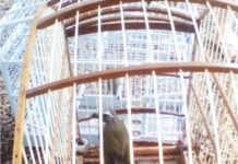 Pássaros silvestres e animal abatido são encontrados em Pato Branco