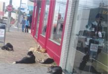 Cachorros de Rua – Qual é o Problema?