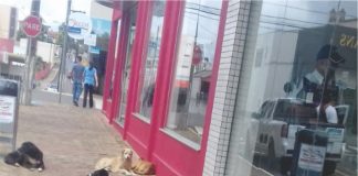Cachorros de Rua – Qual é o Problema?