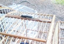 Pássaros silvestres e animal abatido são encontrados em Pato Branco