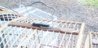 Pássaros silvestres e animal abatido são encontrados em Pato Branco