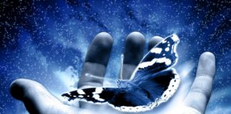 Lição da borboleta