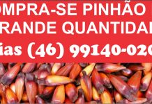 COMPRA-SE PINHÃO EM GRANDE QUANTIDADE