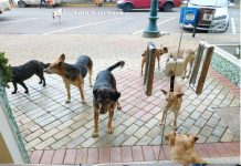CACHORROS DE RUA – O QUE A ADMINISTRAÇÃO MUNICIPAL DE PALMAS IRÁ FAZER PARA SOLUCIONAR ESTE PROBLEMA?