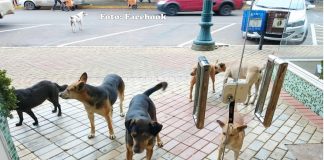 CACHORROS DE RUA – O QUE A ADMINISTRAÇÃO MUNICIPAL DE PALMAS IRÁ FAZER PARA SOLUCIONAR ESTE PROBLEMA?
