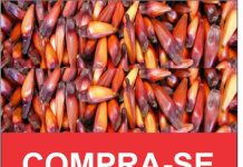 COMPRA-SE PINHÃO EM GRANDE QUANTIDADE!!